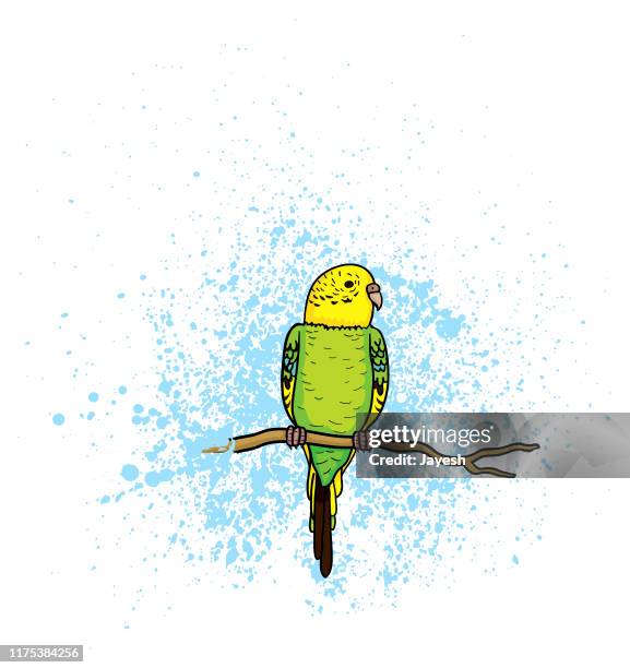 ilustrações, clipart, desenhos animados e ícones de pássaro de budgie na filial - periquito australiano