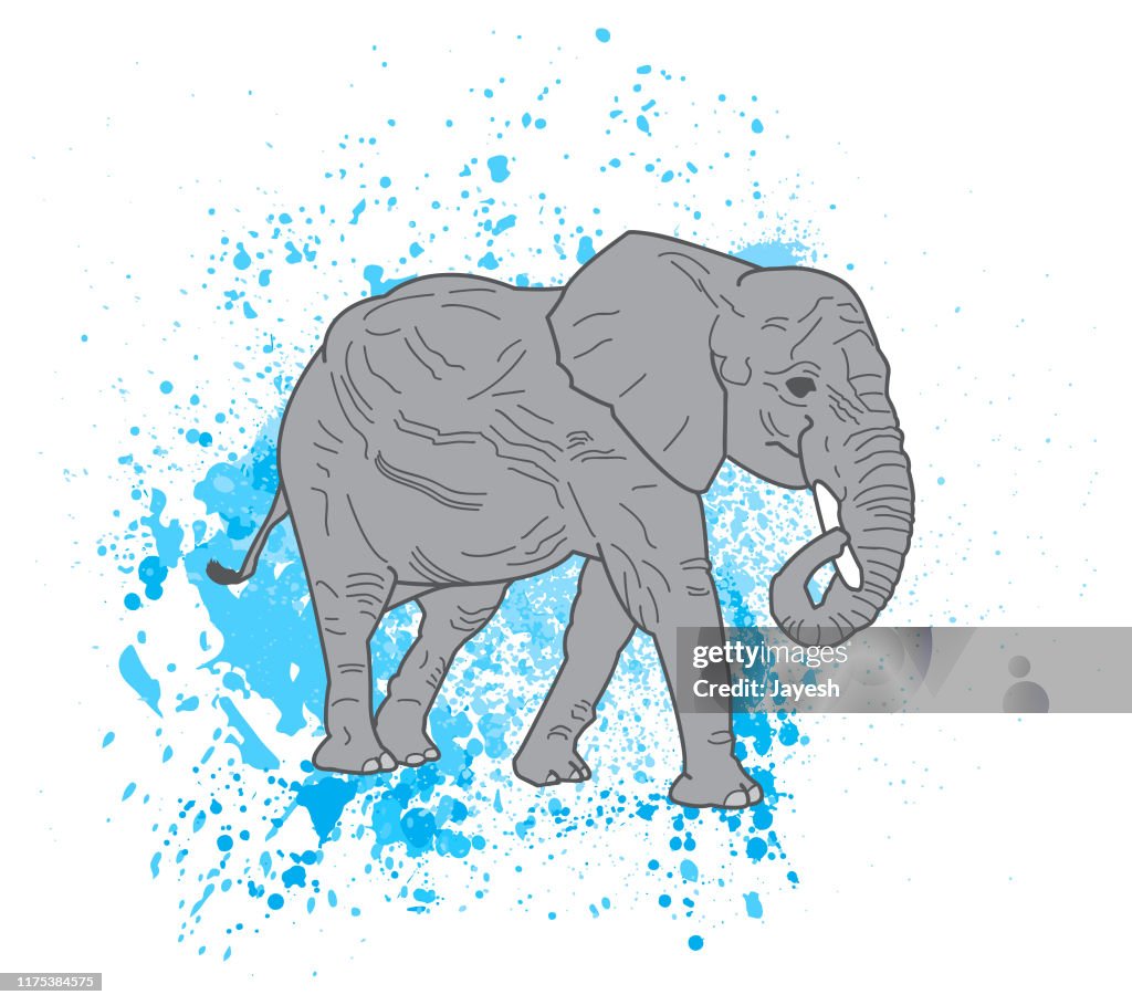 African Elephant Illustration