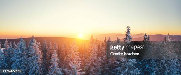 winterbos bij zonsondergang - winter stockfoto's en -beelden