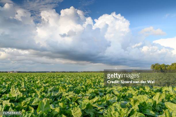 potato field under a sky with impressive clouds after a summer thunderstorm - kartoffelblüte nahaufnahme stock-fotos und bilder