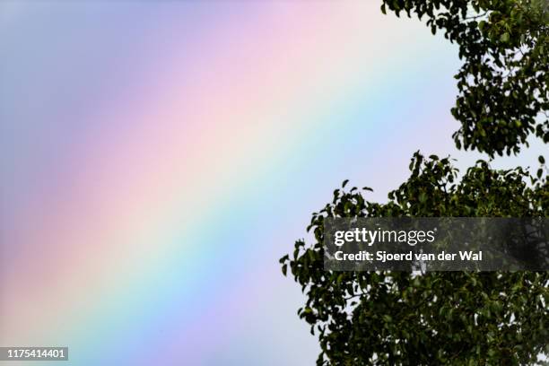 colorful rainbow spectrum behind a tree with a stormy dark sky in the background - sjoerd van der wal stock pictures, royalty-free photos & images