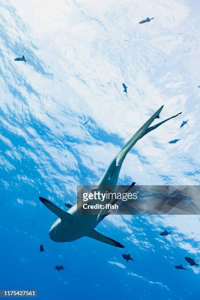 blacktail reef shark carcharhinus amblyrhynchos under bright water surface, palau, micronesia - remora fish stock pictures, royalty-free photos & images