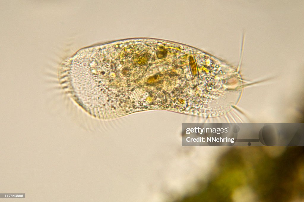 Stylonychia micrograph