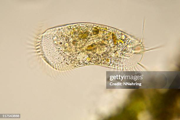 stylonychia micrograph - protozoa stockfoto's en -beelden