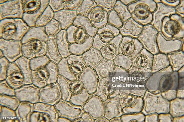 Stomata Microscope Open