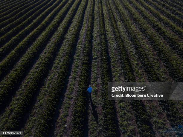 aerial view of coffee plants being inspected - coffee farm stock pictures, royalty-free photos & images