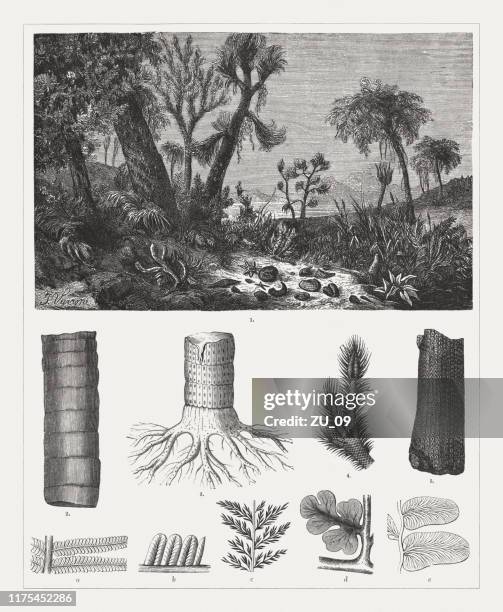 geologic period carboniferous, wood engravings, published 1894 - fern fossil stock illustrations