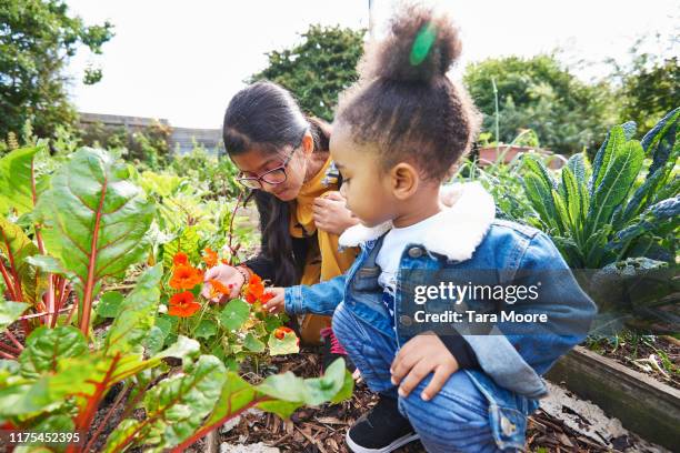 girl and boy looking at flower in community garden - giardino pubblico orto foto e immagini stock