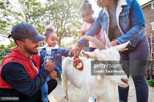 family brushing and stroking goat at farm - petting zoo stock pictures, royalty-free photos & images