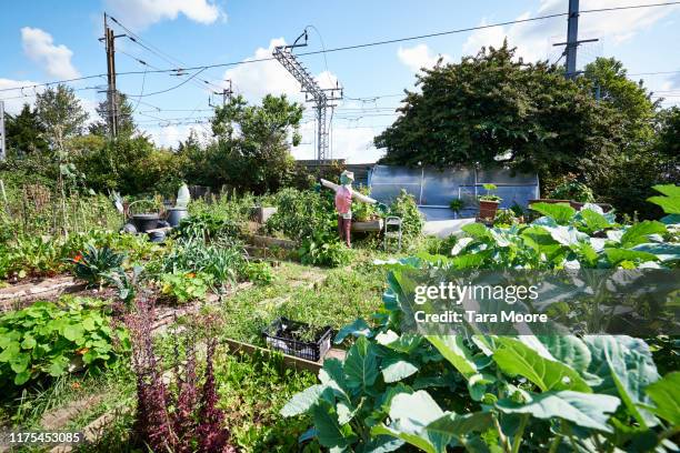 lush community garden - gemeinschaftsgarten stock-fotos und bilder