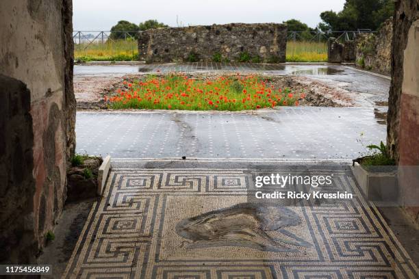 poppies growing in ancient mansion in pompeii - pompeii mosaic stock pictures, royalty-free photos & images