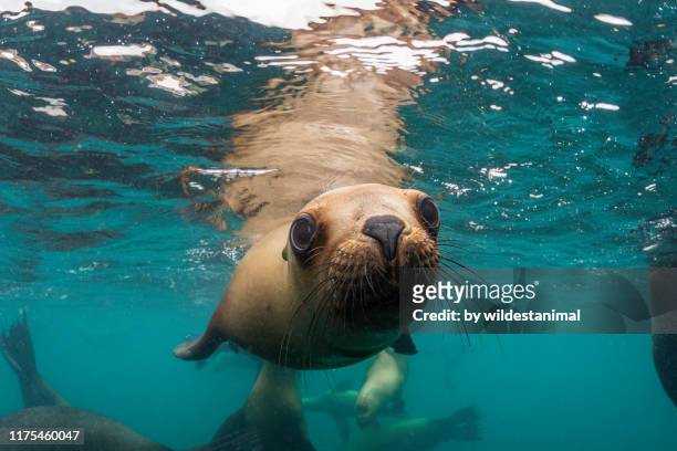 young south american sea lion pup approaches the camera, nuevo gulf, valdes peninsula, argentina. - seal animal stock pictures, royalty-free photos & images