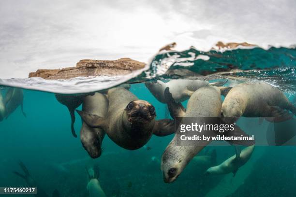 split shot of a very large number of south american sea lions swimming towards the camera at a colony in the nuevo gulf, valdes peninsula, argentina. - animals in the wild foto e immagini stock