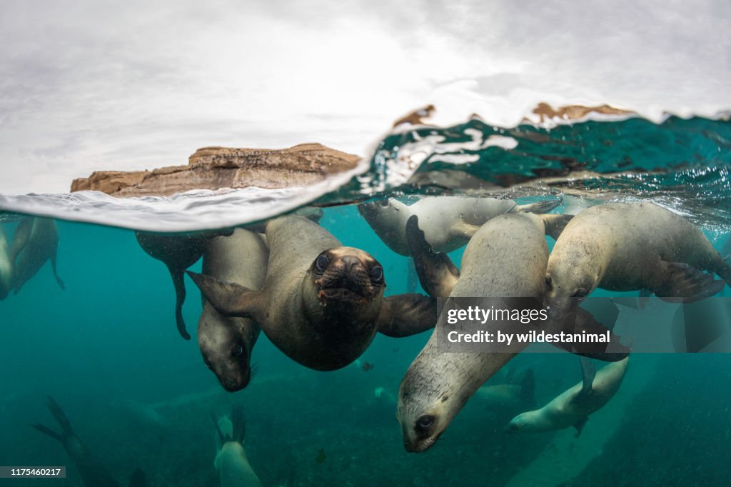 Split shot of a very large number of South American sea lions swimming towards the camera at a colony in the Nuevo Gulf, Valdes Peninsula, Argentina.