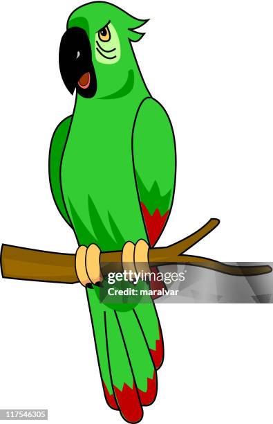 they - parakeet stock illustrations