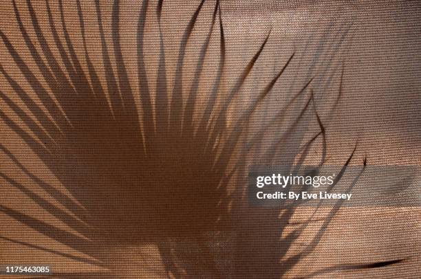 palm plant silhouette - beige stock pictures, royalty-free photos & images