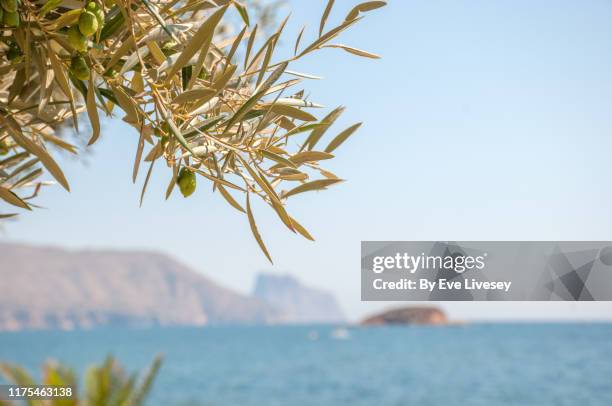 olive tree branch - olivo fotografías e imágenes de stock