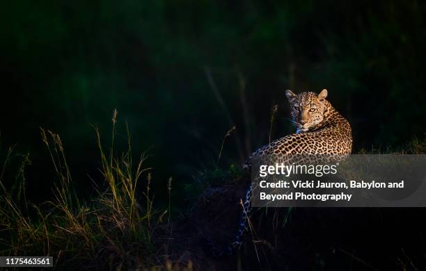 gorgeous leopard, called luluka, illuminated at sunrise in masai mara, kenya - animals in the wild foto e immagini stock