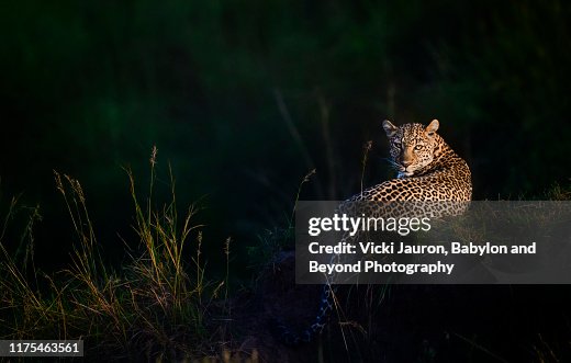 Gorgeous Leopard, Called Luluka, Illuminated at Sunrise in Masai Mara, Kenya Gorgeous Leopard, Called Luluka, Illuminated at Sunrise in Masai Mara, Kenya