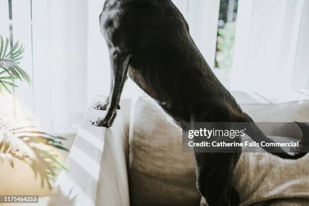 dogs paws on seat - paw prints inside stock pictures, royalty-free photos & images