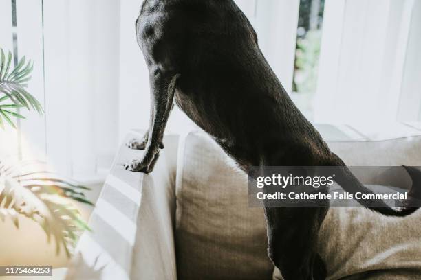 dogs paws on seat - dog shaking stock pictures, royalty-free photos & images