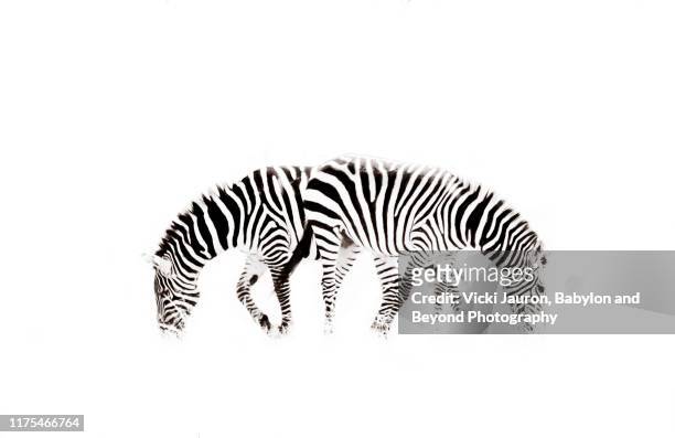 dramatic high key zebra in black and white in masai mara, kenya - high contrast stock pictures, royalty-free photos & images