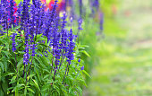 Blue Sage flowers, Salvia farinacea. Beautiful nature, flower garden