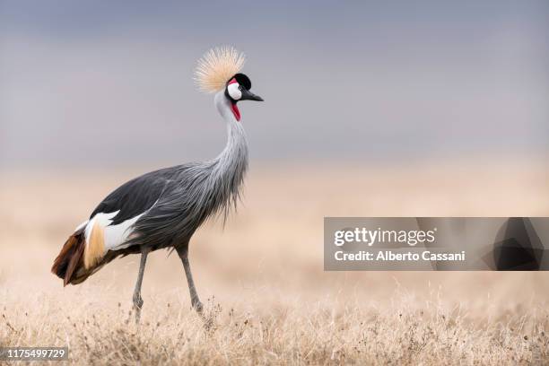 beauty. - ngorongoro wildreservat stock-fotos und bilder