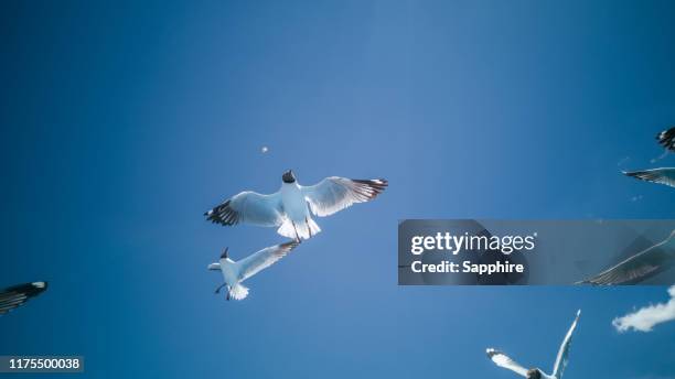 black-headed gull of bangong lake, tibet, china - bangong lake china stockfoto's en -beelden