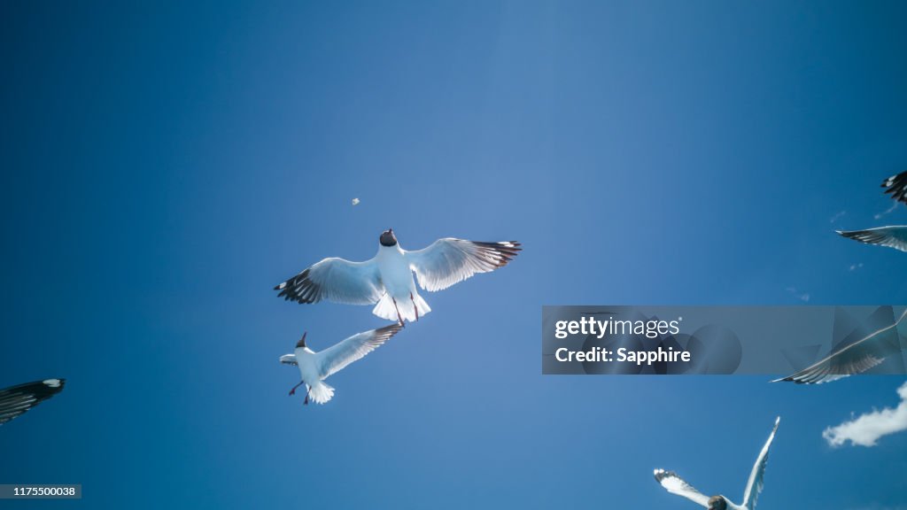 Black-headed gull of Bangong Lake, Tibet, China