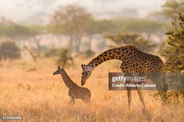 sweet mommy. - giraffe stock pictures, royalty-free photos & images