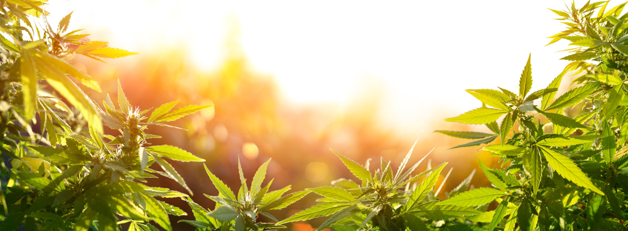 cannabis field