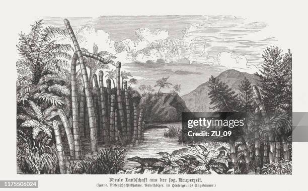 landschaft der keuper-zeit (vor etwa 220 millionen jahren) - ackerschachtelhalm stock-grafiken, -clipart, -cartoons und -symbole