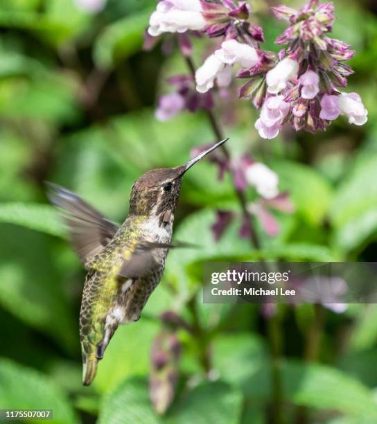 anna's hummingbird in golden gate park - san francisco - little golden gate stock pictures, royalty-free photos & images