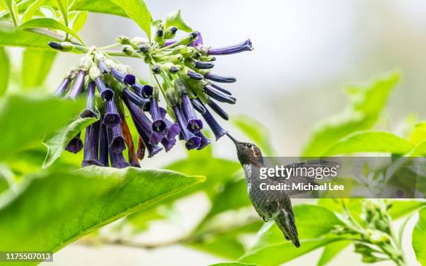 anna's hummingbird in golden gate park - san francisco - little golden gate stock pictures, royalty-free photos & images