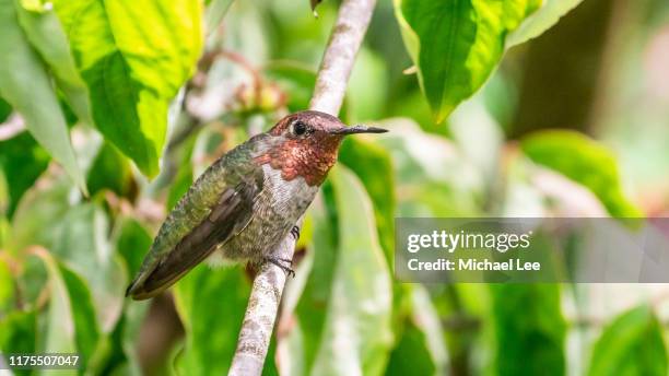 anna's hummingbird in golden gate park - san francisco - little golden gate stock pictures, royalty-free photos & images