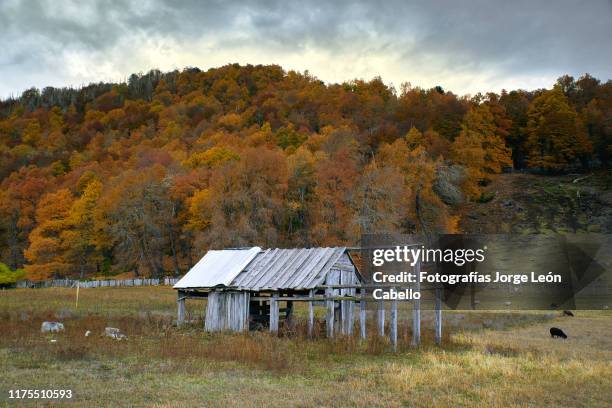 una cabaña abandonada matiza con el el bosque otoñal de icalma - cabaña stock-fotos und bilder