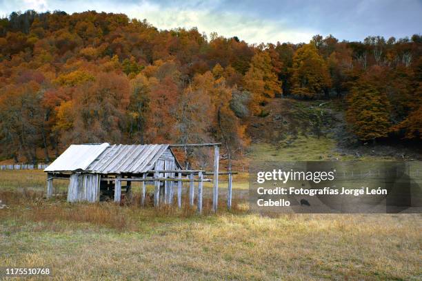 una cabaña abandonada matiza con el el bosque otoñal de icalma - cabaña stock-fotos und bilder