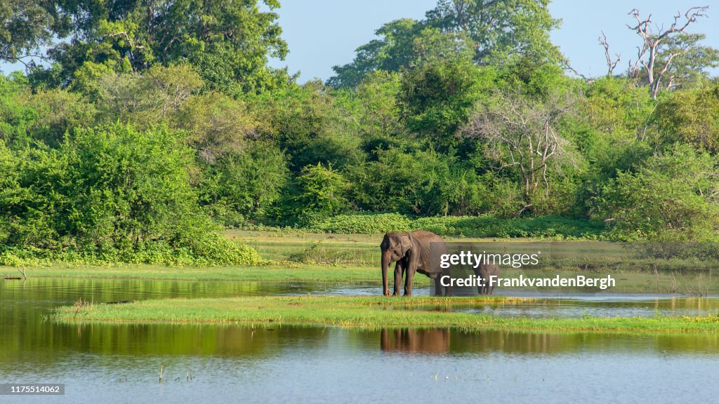 Mother and baby elephant