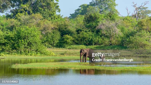 mother and baby elephant - asian elephant stock pictures, royalty-free photos & images