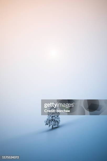 kerstboom - blue winter tree stockfoto's en -beelden