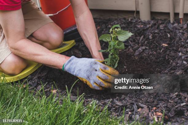 man gardening - tuinhandschoen stockfoto's en -beelden