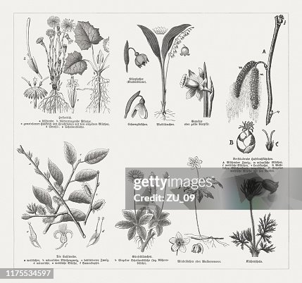 Botanical Engravings Spring Earlyspring Flowering Plants Wood Engravings Published In 1894 High-Res ...