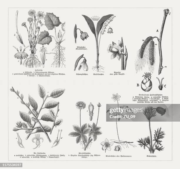 early-spring flowering plants, wood engravings, published in 1894 - spring snowflake flower stock illustrations