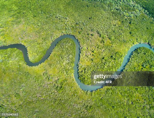 mangrove river delta - fluss stock-fotos und bilder