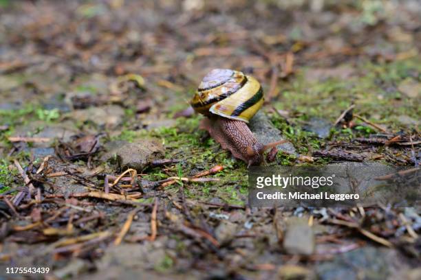 oregon forest snail - slakkenhuis stockfoto's en -beelden