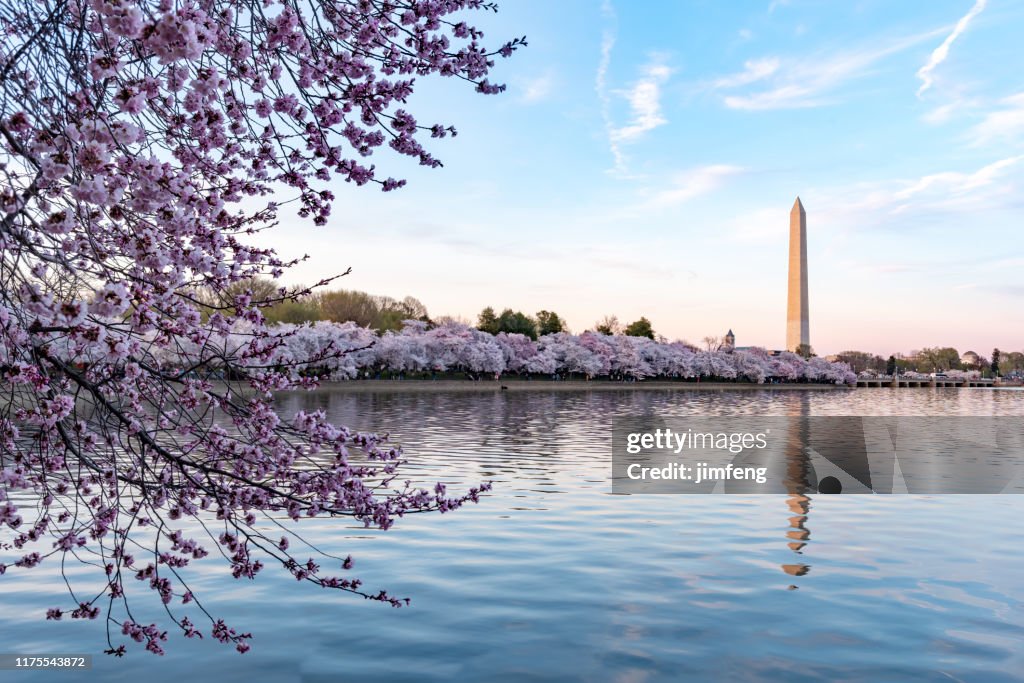 Tijdens het National Cherry Blossom Festival, Washington Monument in Washington DC, Verenigde Staten
