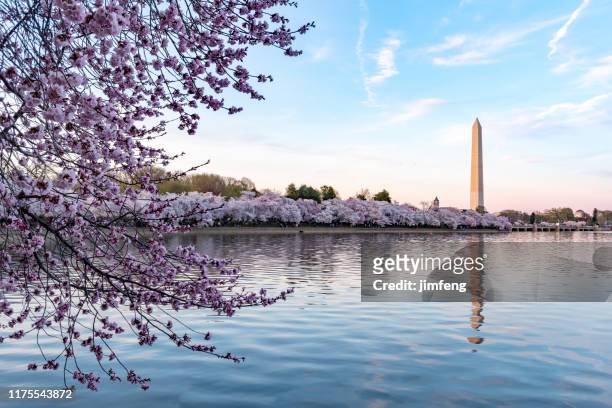 tijdens het national cherry blossom festival, washington monument in washington dc, verenigde staten - washington dc stockfoto's en -beelden