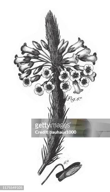 cape heath, pflanzen mit einem harzigen oder milchigen sap gravur antike illustration, veröffentlicht 1851 - sap stock-grafiken, -clipart, -cartoons und -symbole