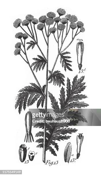 tansy, pflanzen mit einem harzigen oder milchigen sap gravur antike illustration, veröffentlicht 1851 - sap stock-grafiken, -clipart, -cartoons und -symbole